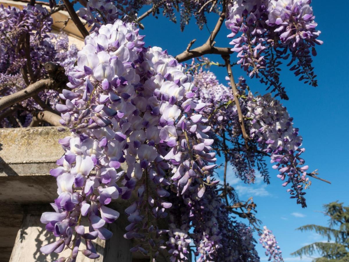Bed and Breakfast Il Glicine Falerone Exterior foto
